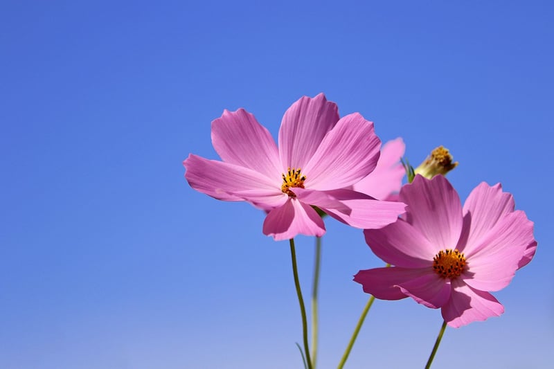 Flower Garden