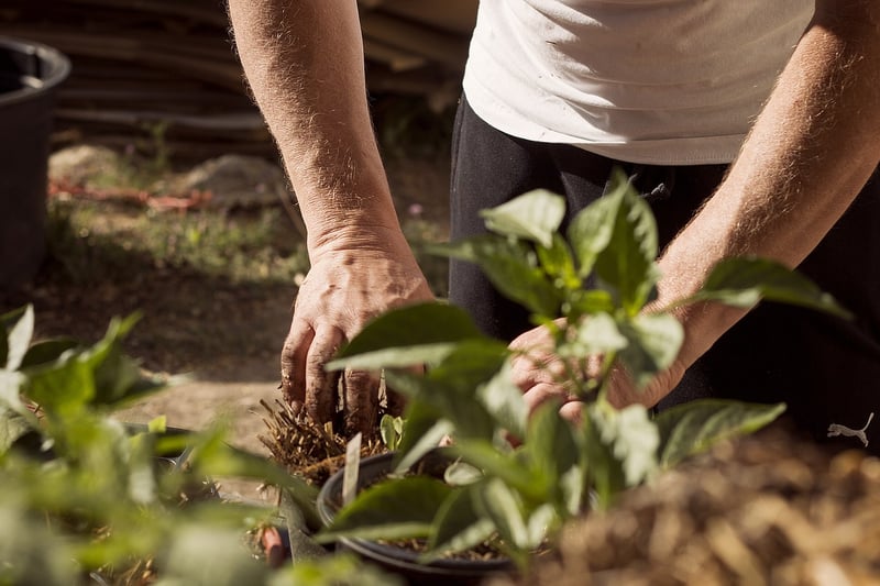 Planting in Garden